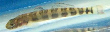 Sicydium sp. ?