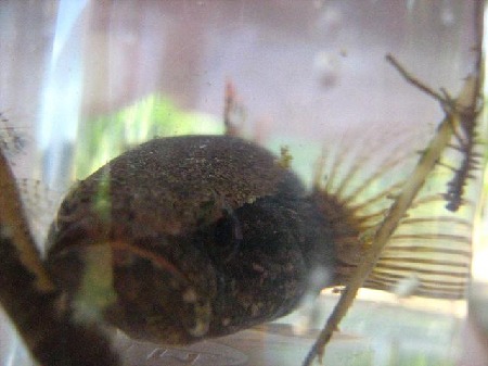 Eleotris pisonis