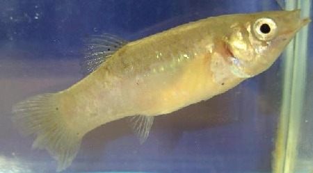 Poecilia sphenops