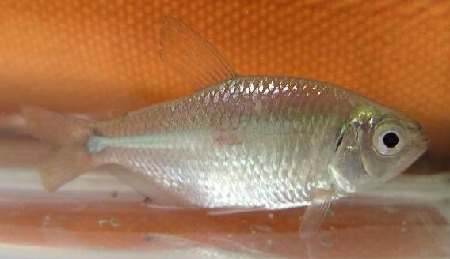 Hyphessobrycon sp.?