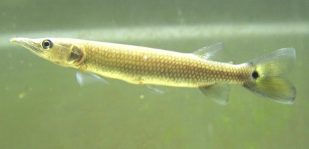 Hujeta