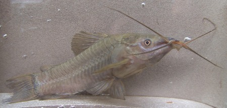 Hoplosternum sp.